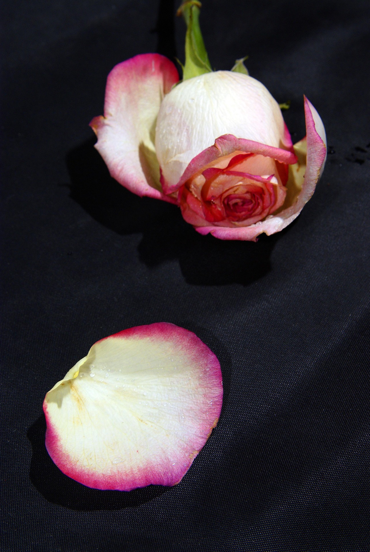 stafichukanatoly-rose-1999483_1920